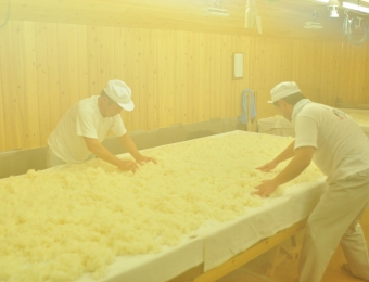 Steamed Rice on the table in Koji Room