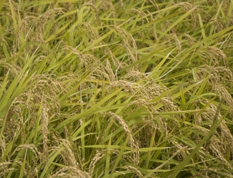 Rice field pic