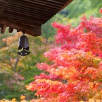 A-roof-with-a-small-bell-and-a-colorful-maple-tree-leaves-000016436397_Small