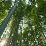Sunlight-Through-Bamboo-Trees-000088983419_Small